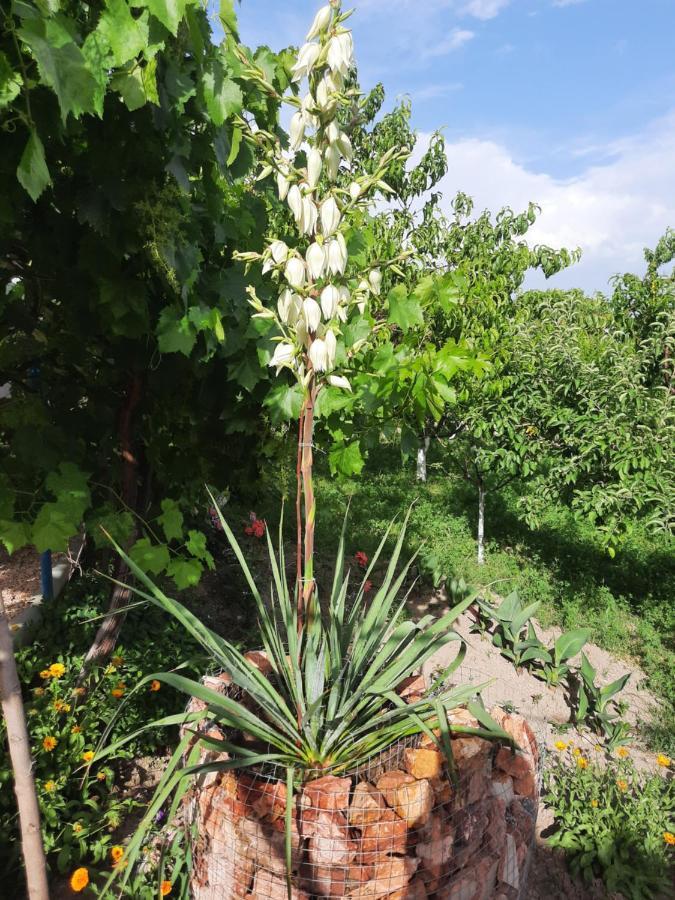 Ararat B&B Chʼiva Esterno foto